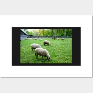 Sheep grazing in Lausanne, Switzerland Posters and Art